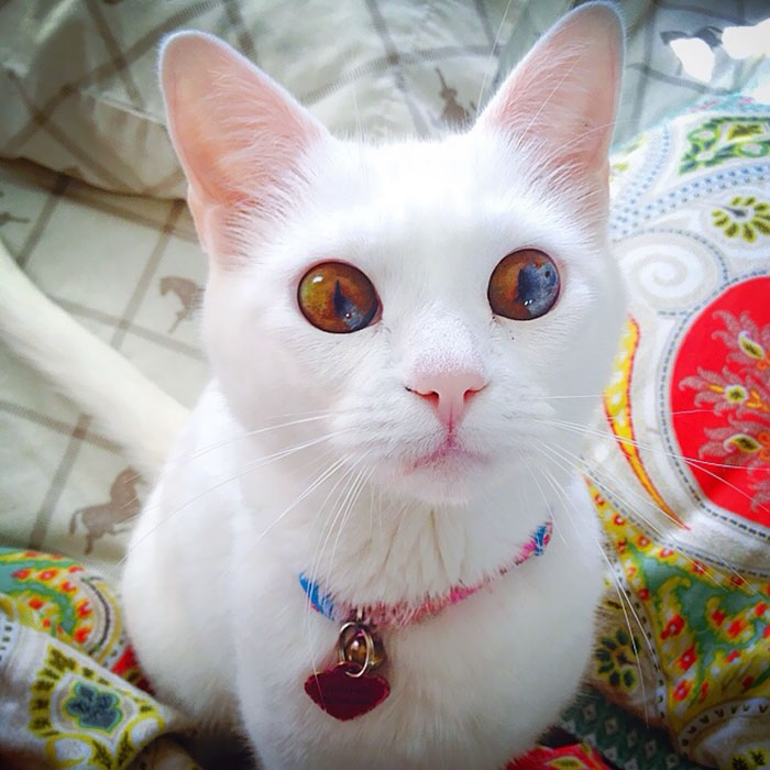 "Cat-tivating Beauty: A Collection of Stunning Felines from Around the Globe" - Yeudon