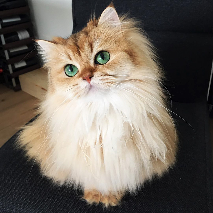 "Cat-tivating Beauty: A Collection of Stunning Felines from Around the Globe" - Yeudon