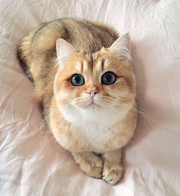 "Cat-tivating Beauty: A Collection of Stunning Felines from Around the Globe" - Yeudon