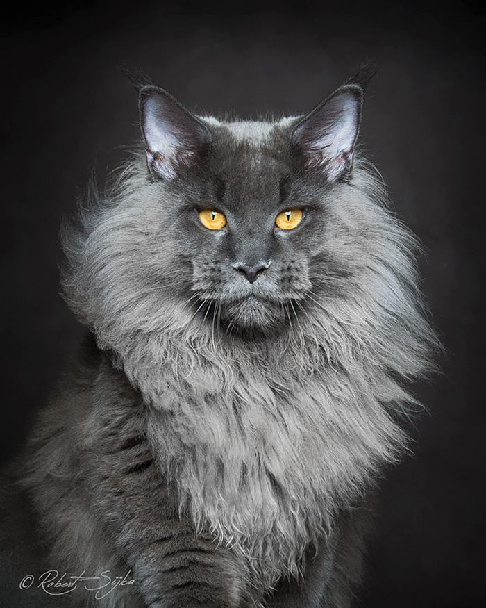 "Cat-tivating Beauty: A Collection of Stunning Felines from Around the Globe" - Yeudon