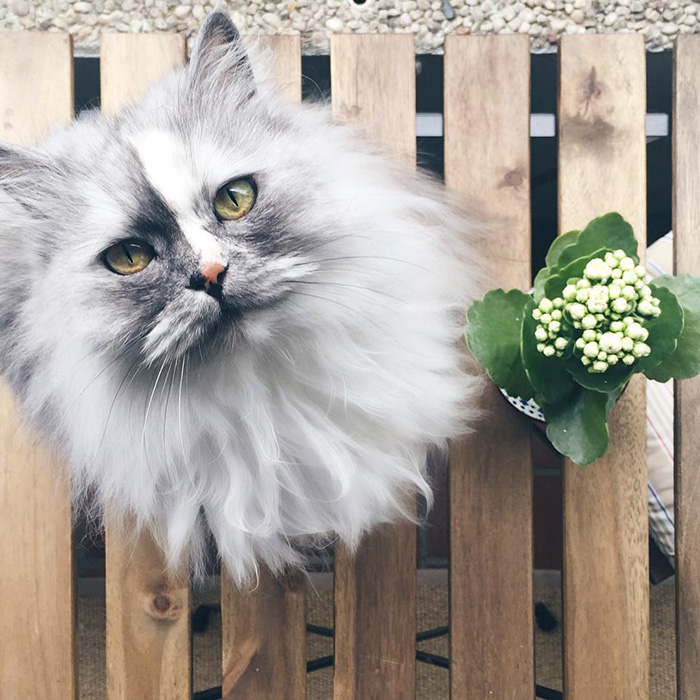 "Cat-tivating Beauty: A Collection of Stunning Felines from Around the Globe" - Yeudon