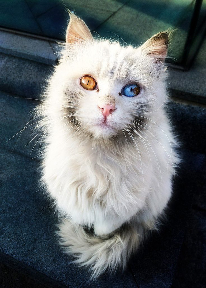 "Cat-tivating Beauty: A Collection of Stunning Felines from Around the Globe" - Yeudon