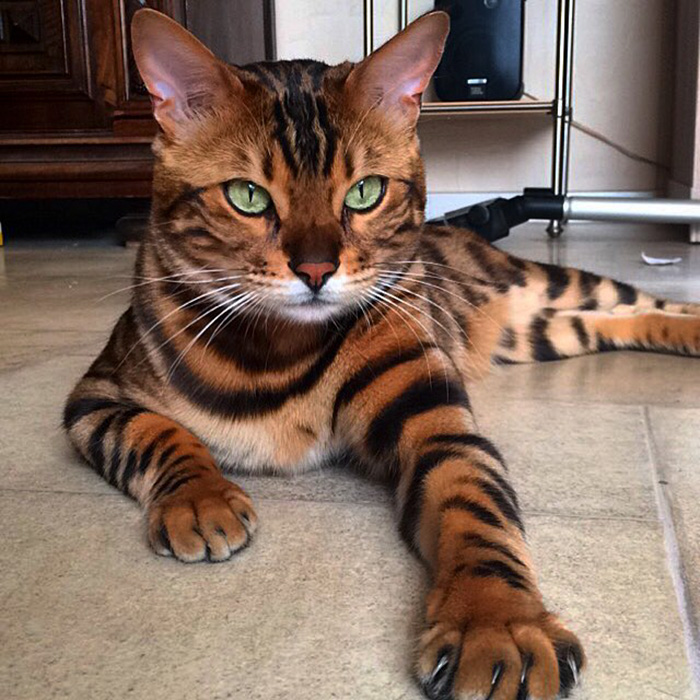 "Cat-tivating Beauty: A Collection of Stunning Felines from Around the Globe" - Yeudon