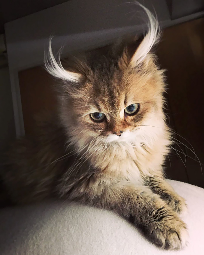 "Cat-tivating Beauty: A Collection of Stunning Felines from Around the Globe" - Yeudon