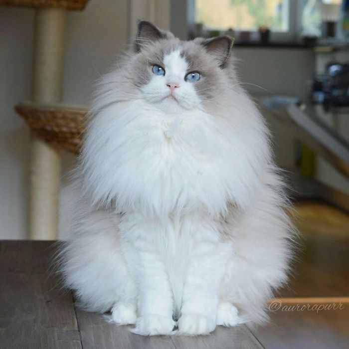 "Cat-tivating Beauty: A Collection of Stunning Felines from Around the Globe" - Yeudon