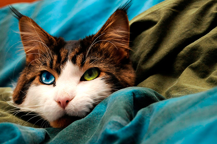 "Cat-tivating Beauty: A Collection of Stunning Felines from Around the Globe" - Yeudon