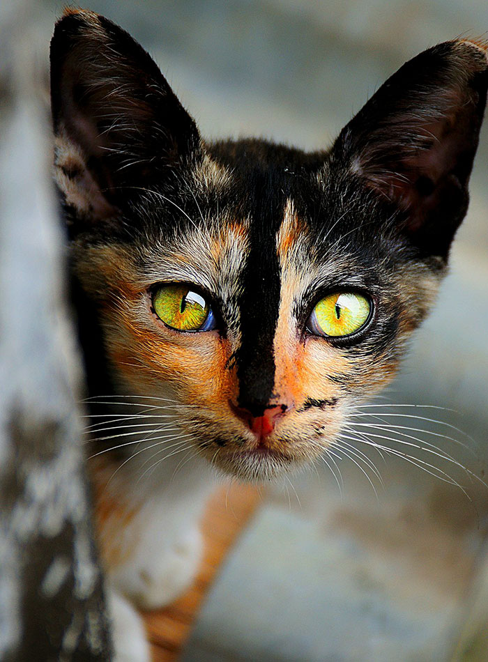 "Cat-tivating Beauty: A Collection of Stunning Felines from Around the Globe" - Yeudon