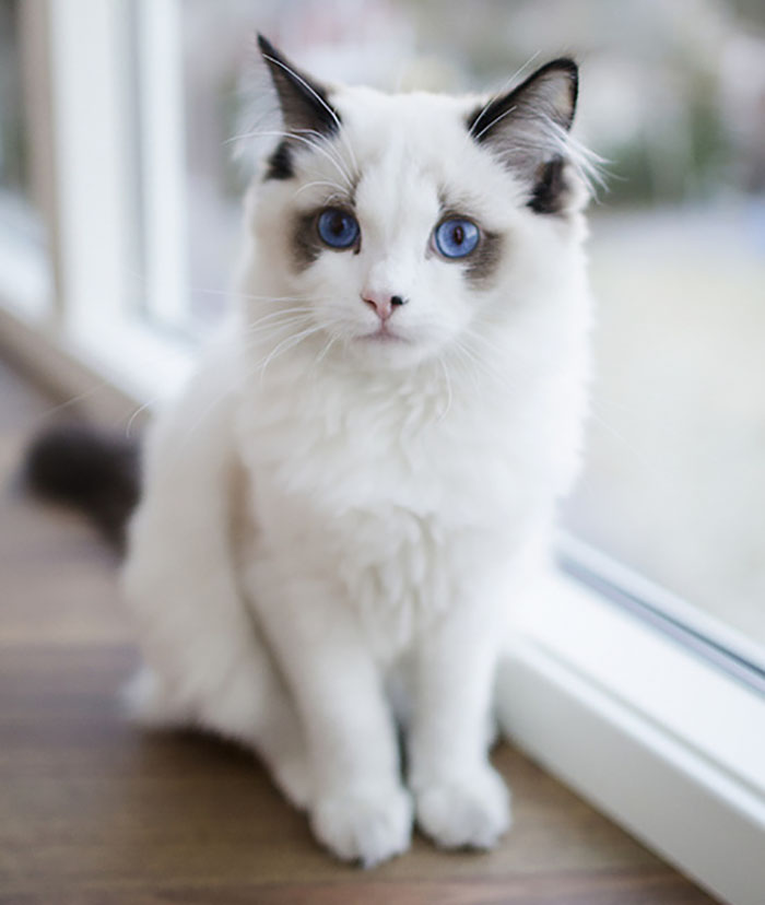 "Cat-tivating Beauty: A Collection of Stunning Felines from Around the Globe" - Yeudon