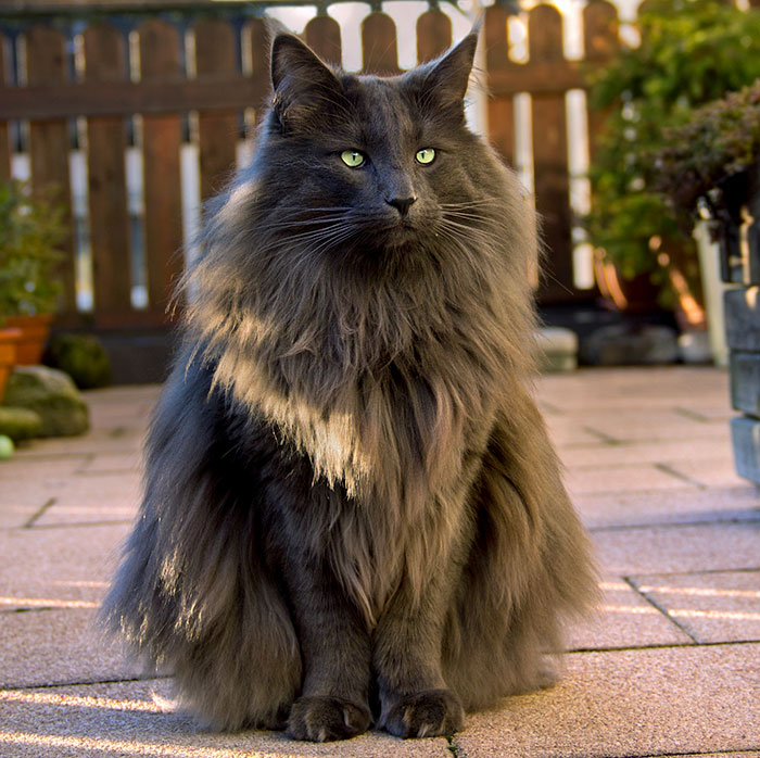 "Cat-tivating Beauty: A Collection of Stunning Felines from Around the Globe" - Yeudon