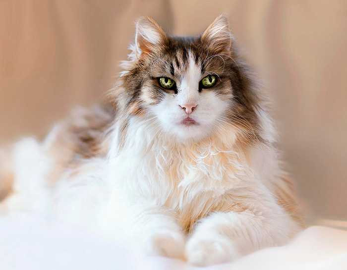 "Cat-tivating Beauty: A Collection of Stunning Felines from Around the Globe" - Yeudon