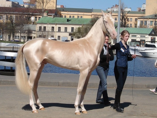 Revealing the Enchanted Elegance: Witness the Turkish Horse, a Gilded Masterpiece of Equine Beauty (Video)