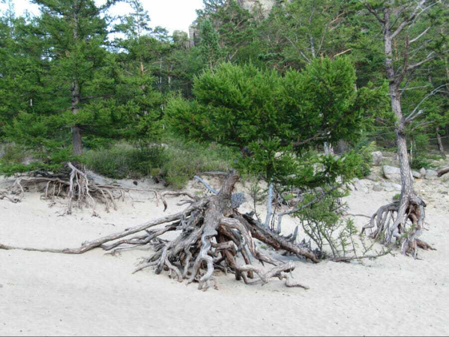 Unwavering Resilience: The Tree That Survived Despite Losing Its Soil - Edi Life