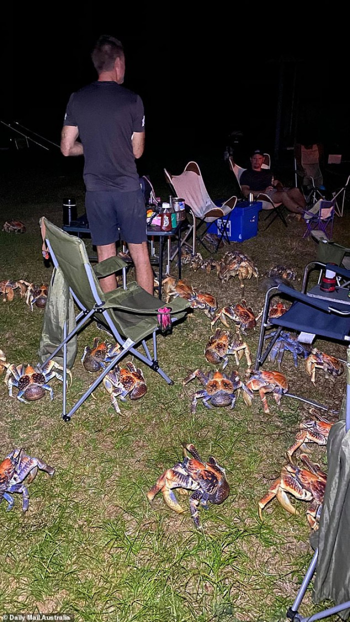 Family Went On A Camping Trip To A Remote Australian Island, But Were Suddenly Surrounded By Big Carnivorous Crabs