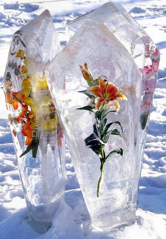 Elegance Carved In Ice: Discovering The Enchanting Beauty Of Winter's Frozen Flowers - Nature and Life