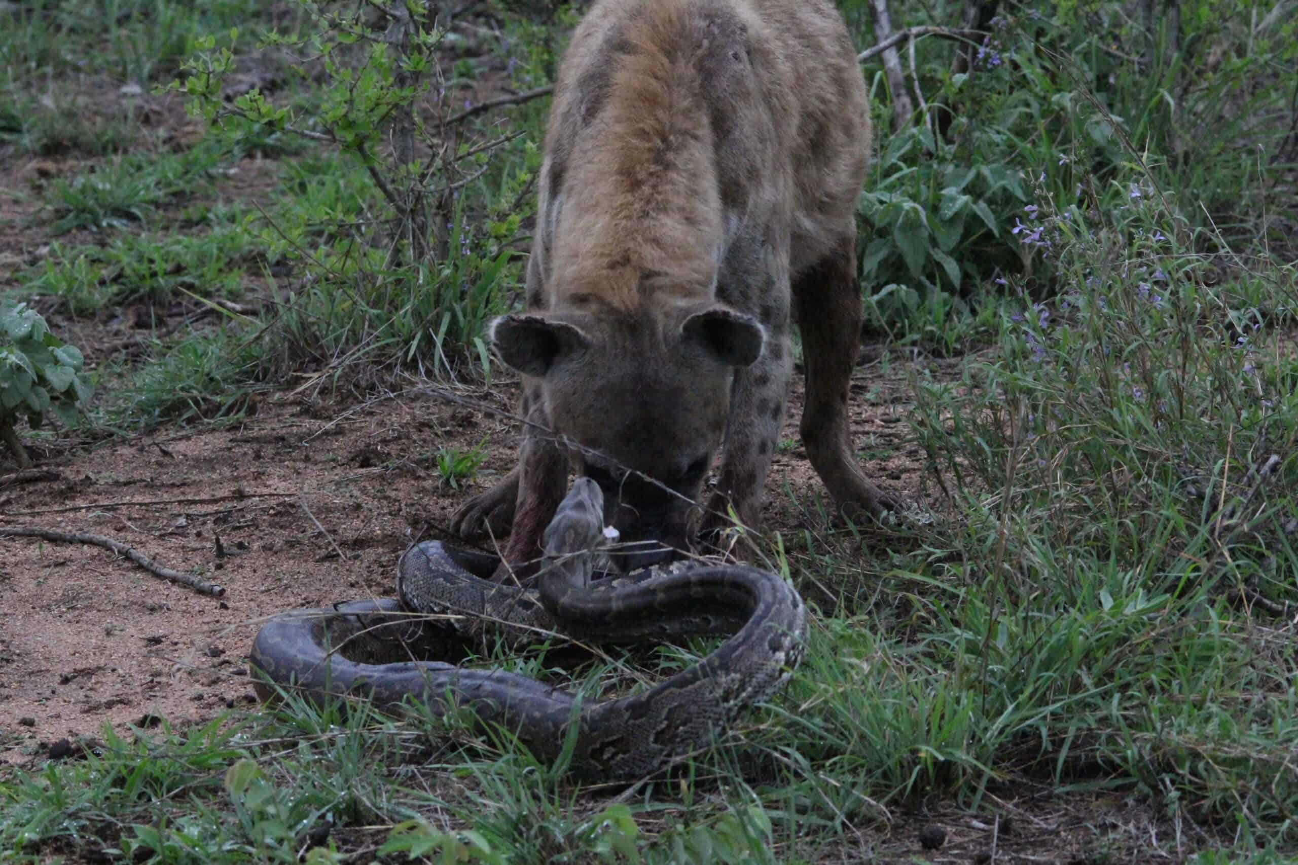 “Mind-Blowing Discovery: African Rock Pythons Can Swallow Hyenas Whole!”