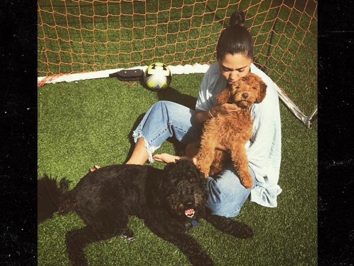 Steph and Ayesha Curry's New Best Friend: The $4k, Extremely Well-Behaved Dog
