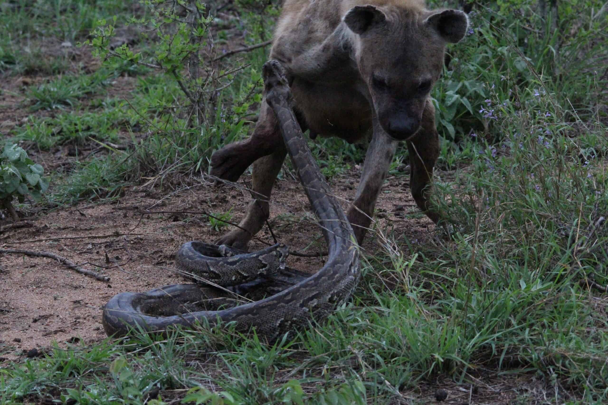 “Mind-Blowing Discovery: African Rock Pythons Can Swallow Hyenas Whole!”