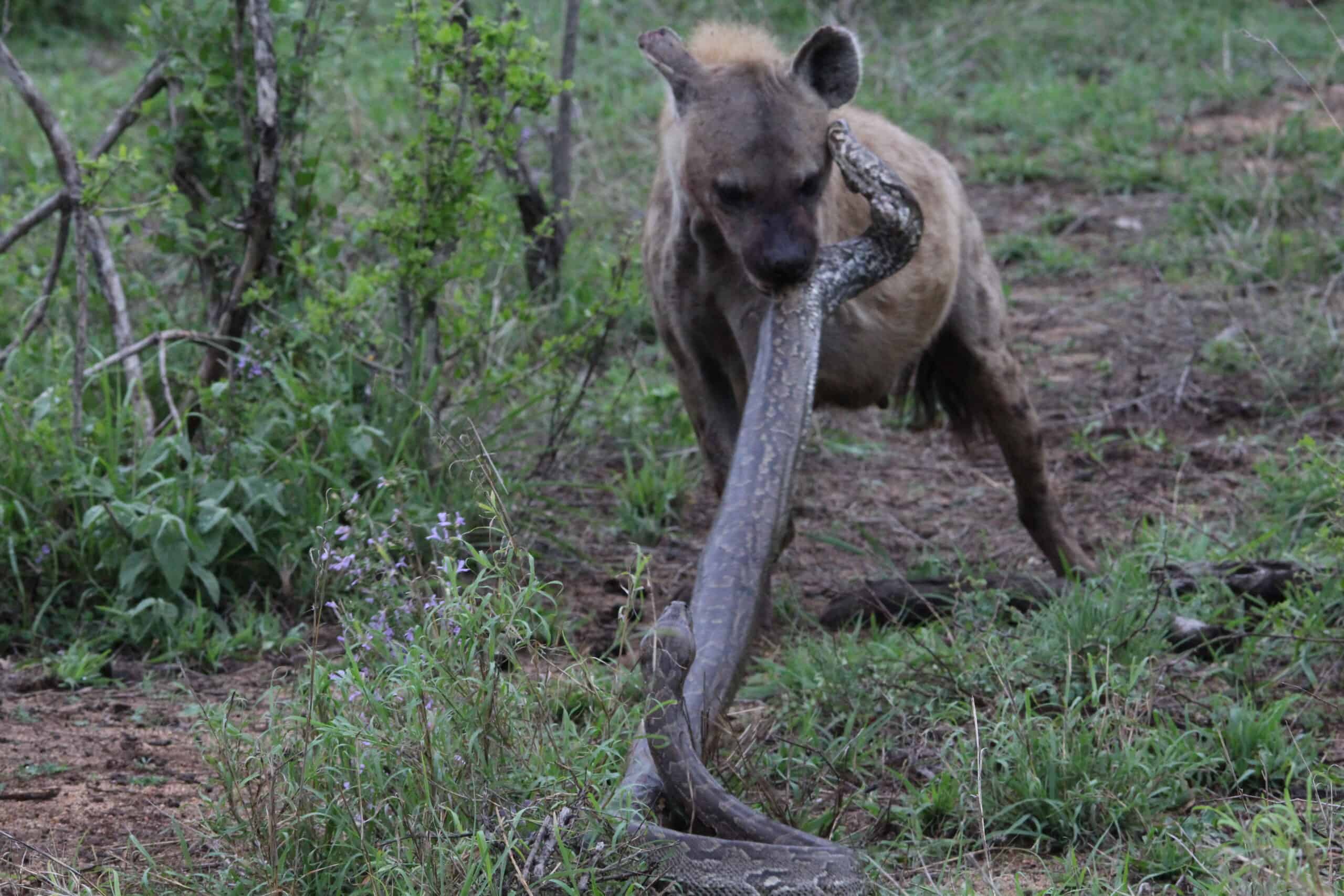 “Mind-Blowing Discovery: African Rock Pythons Can Swallow Hyenas Whole!”