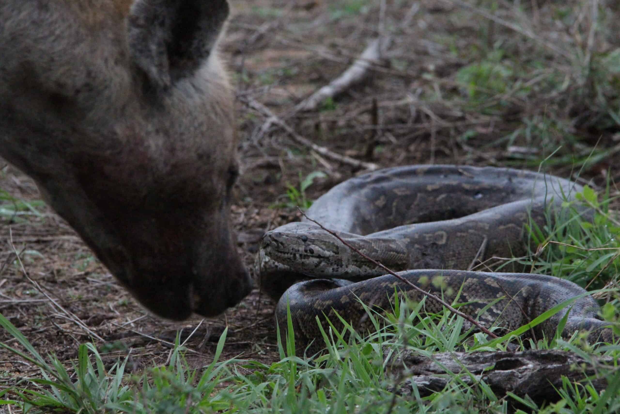 “Mind-Blowing Discovery: African Rock Pythons Can Swallow Hyenas Whole!”