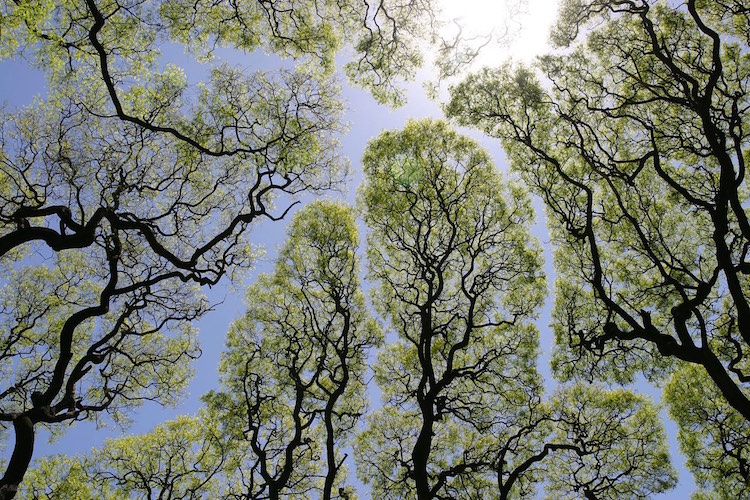 The Enigmatic “Crown Shyness”: An Intriguing And Perplexing Phenomenon Where Trees Avoid Contact