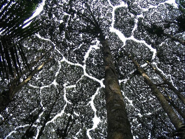 The Enigmatic “Crown Shyness”: An Intriguing And Perplexing Phenomenon Where Trees Avoid Contact