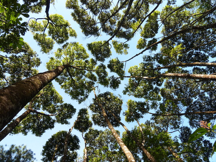 The Enigmatic “Crown Shyness”: An Intriguing And Perplexing Phenomenon Where Trees Avoid Contact