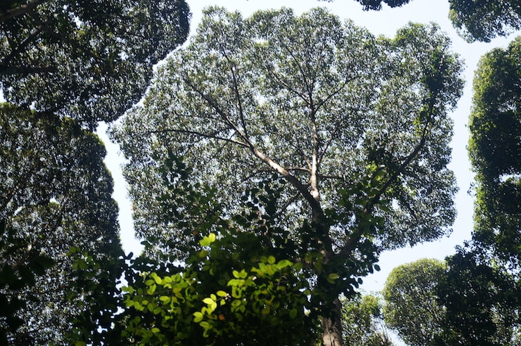 The Enigmatic “Crown Shyness”: An Intriguing And Perplexing Phenomenon Where Trees Avoid Contact