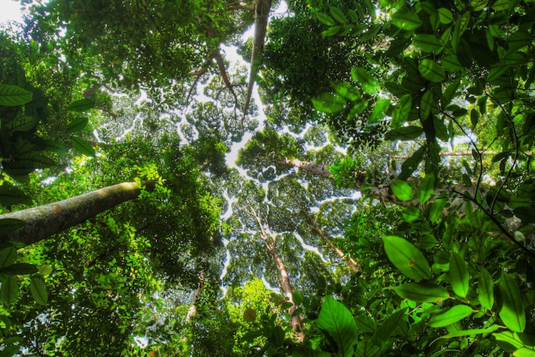 The Enigmatic “Crown Shyness”: An Intriguing And Perplexing Phenomenon Where Trees Avoid Contact