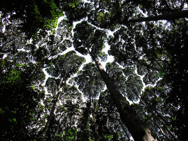 The Enigmatic “Crown Shyness”: An Intriguing And Perplexing Phenomenon Where Trees Avoid Contact