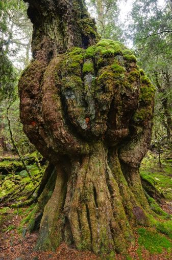 Cultivating The Intriguing Odyssey Of Woody Perennial Plants: Unveiling Their Growth And Development - Amazing Nature