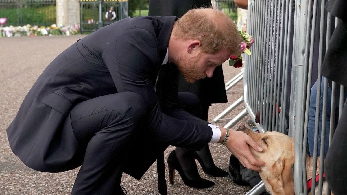 Sweet moment Labrador puppy comforts grieving Prince Harry and Meghan in Windsor