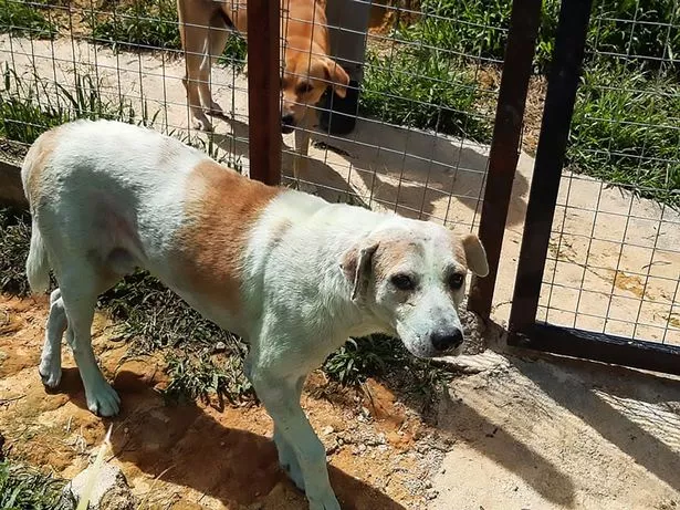 Stray dog ‘painted green by cruel thugs’ found heartbroken on roadside