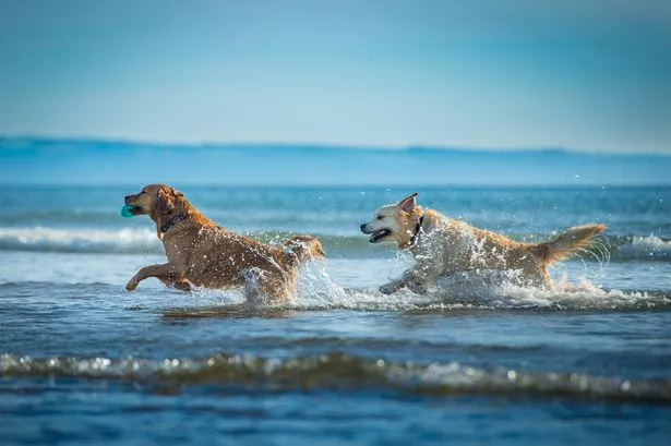 Beachgoers rant on Tripadvisor about UK tourist hotspot 'overrun with too many dogs'