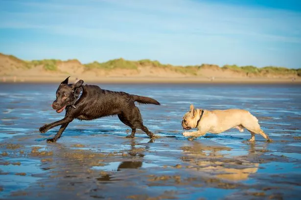 Beachgoers rant on Tripadvisor about UK tourist hotspot 'overrun with too many dogs'