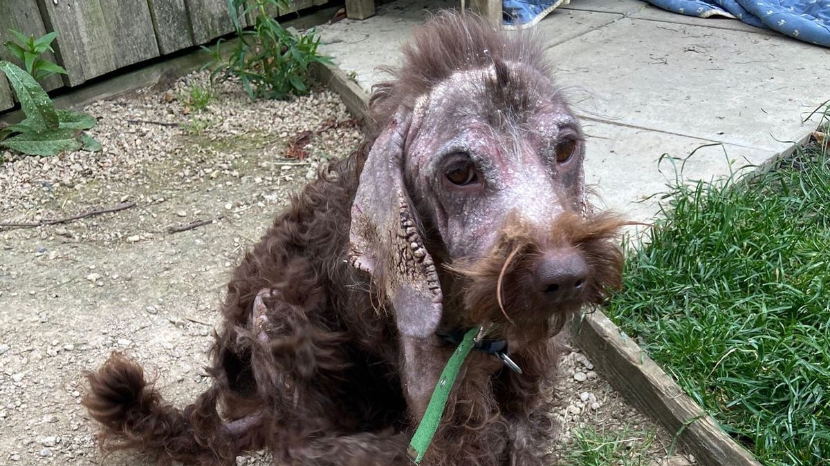 Dogs look like they're turning to stone after contracting skin disease