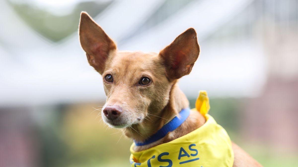 Lost dog stuns owner after walking himself five miles through city to find home