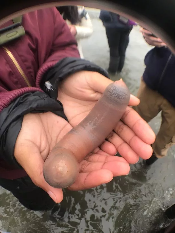 Thousands of Unusual Sea Creatures Found Stranded on California Beaches (Video)