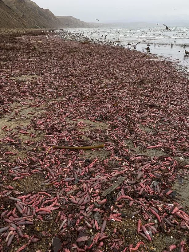 Thousands of Unusual Sea Creatures Found Stranded on California Beaches (Video)