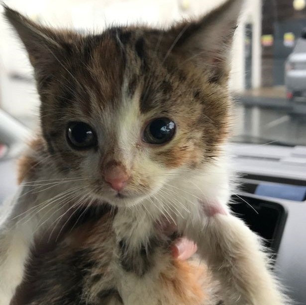 'Miracle' rescue for kitten found stuck down six-foot pipe