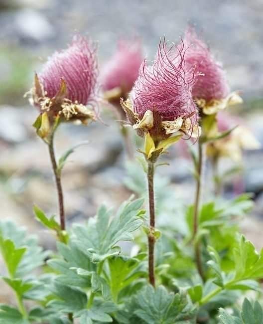 "Discovering the Charm of Nature's Enchanting Treasure: The Alluring Prairie Smoke Flowers." - bumkeo