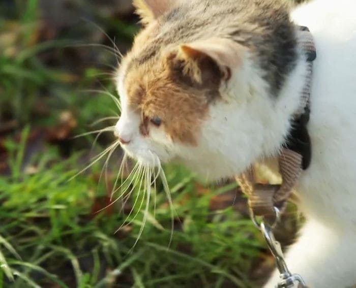 Meet Stevie The Rescued Blind Cat That Enjoys Hiking