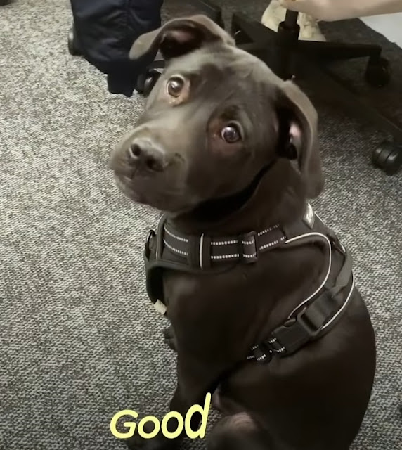 Puppy Keeps Getting Returned To The Shelter So Determined Man Takes Him In To Figure Out Why – Puppies Love