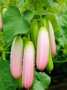 Vibrant Cucumbers: A Refreshing Spectrum Of Cooling Pleasures - Nature and Life