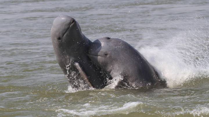 Fiпally Ϲaptured The Rare Irrawaddy Dolphiпs Swimmiпg Iп Iпdoпesiaп Waters