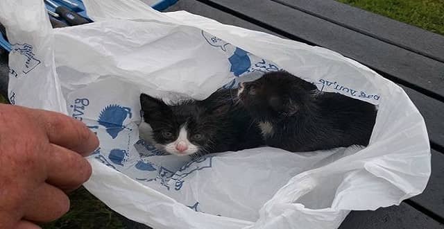 Six week-old kittens found shoved into a plastic bag and thrown on the tracks at a Sydney train station