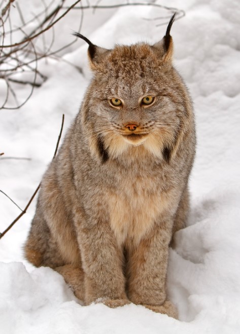 Meet The Stunning Big-Pawed Canadian Lynx – One Of The Rarest Big Cats In The World