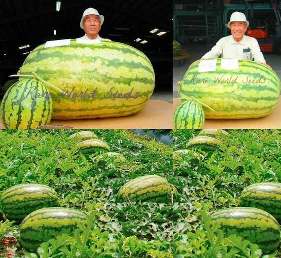 Astonishing Spectacle: Witness The Otherworldly Arrival Of Gigantic Fruits - Nature and Life