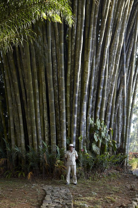 Reaching New Heights: Ghana's Towering Bamboo Giant Surpasses All Other Structures - Amazing Nature