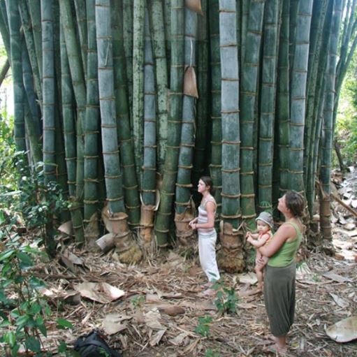 Reaching New Heights: Ghana's Towering Bamboo Giant Surpasses All Other Structures - Amazing Nature