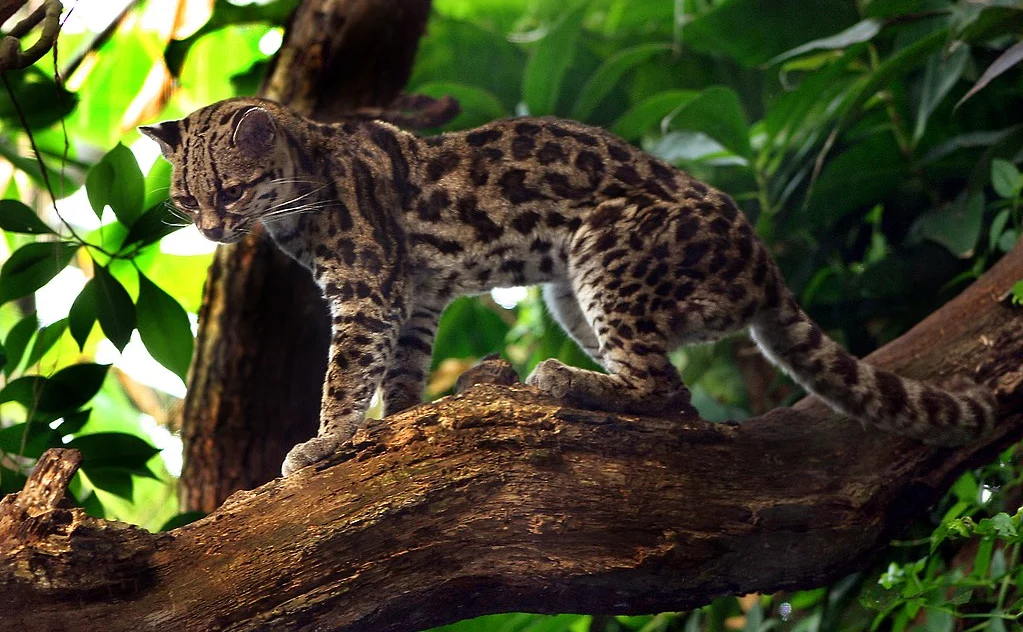 Elusive Marbled Cats Secretly Photographed in Borneo